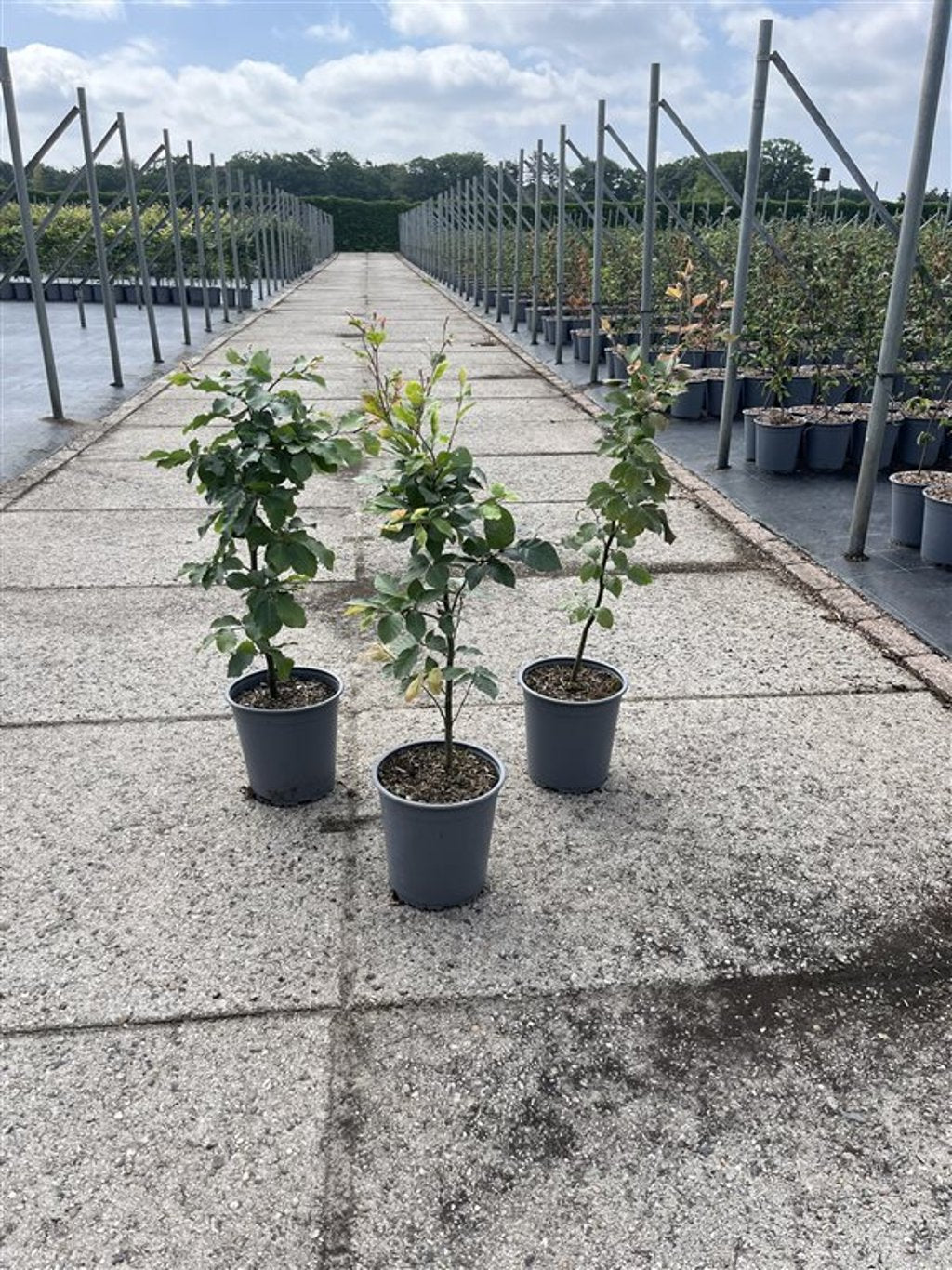 Fagus sylvatica - C3.5 40-60 CM